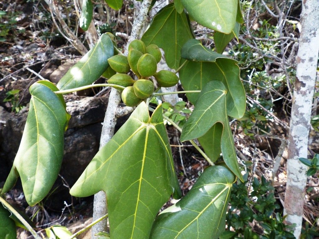 Acropogon paagoumenensis fruit