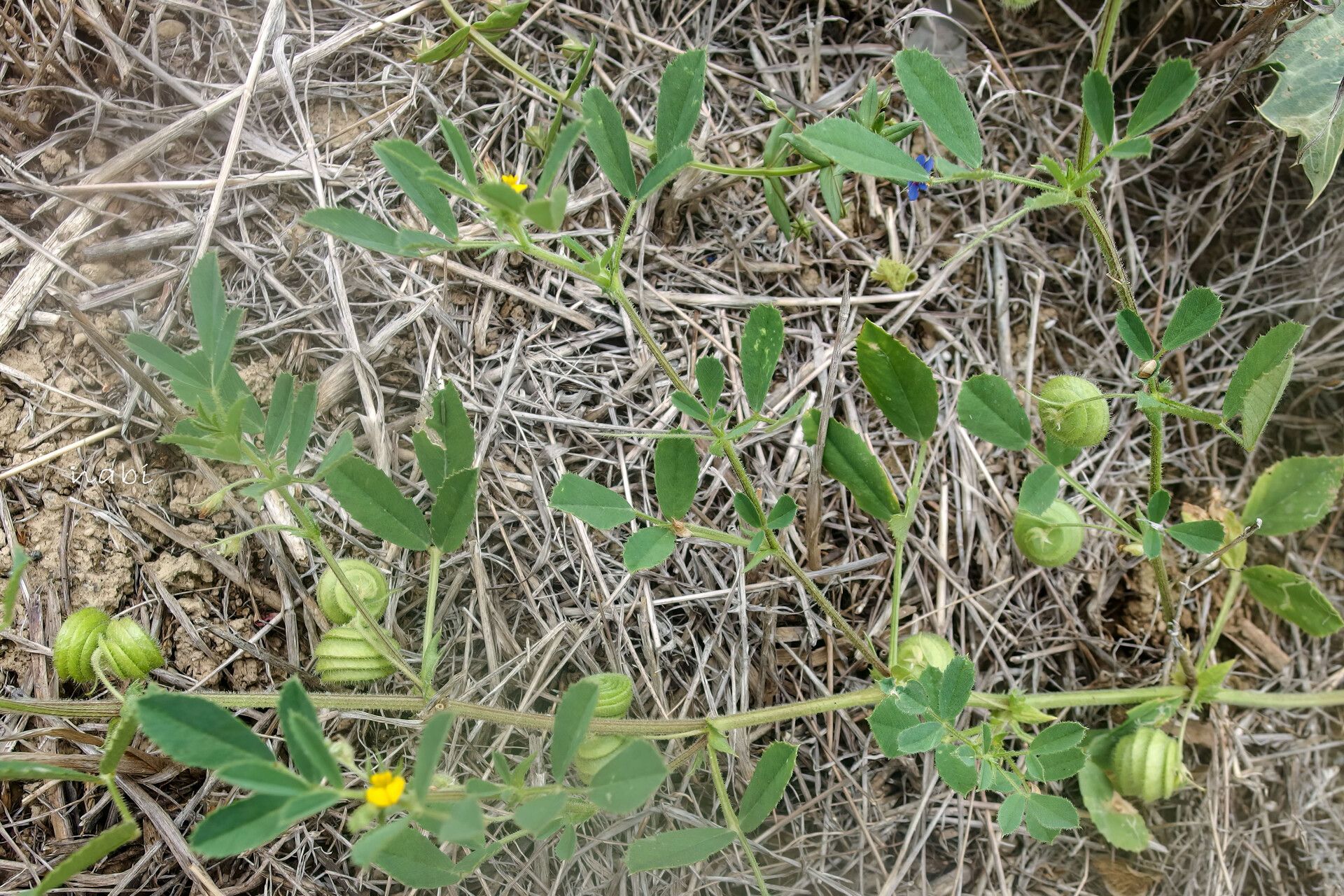 Medicago rugosa flower