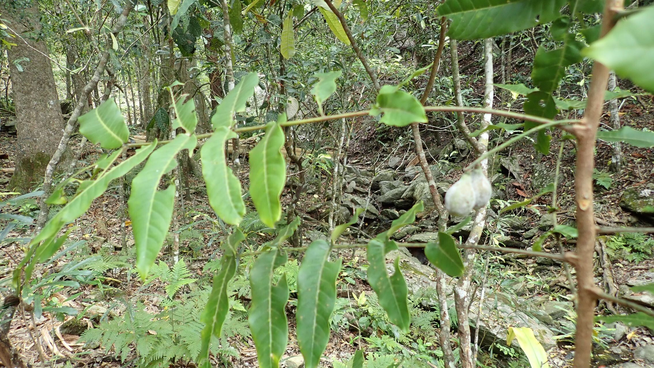 Didymocheton macrostachyus leaf