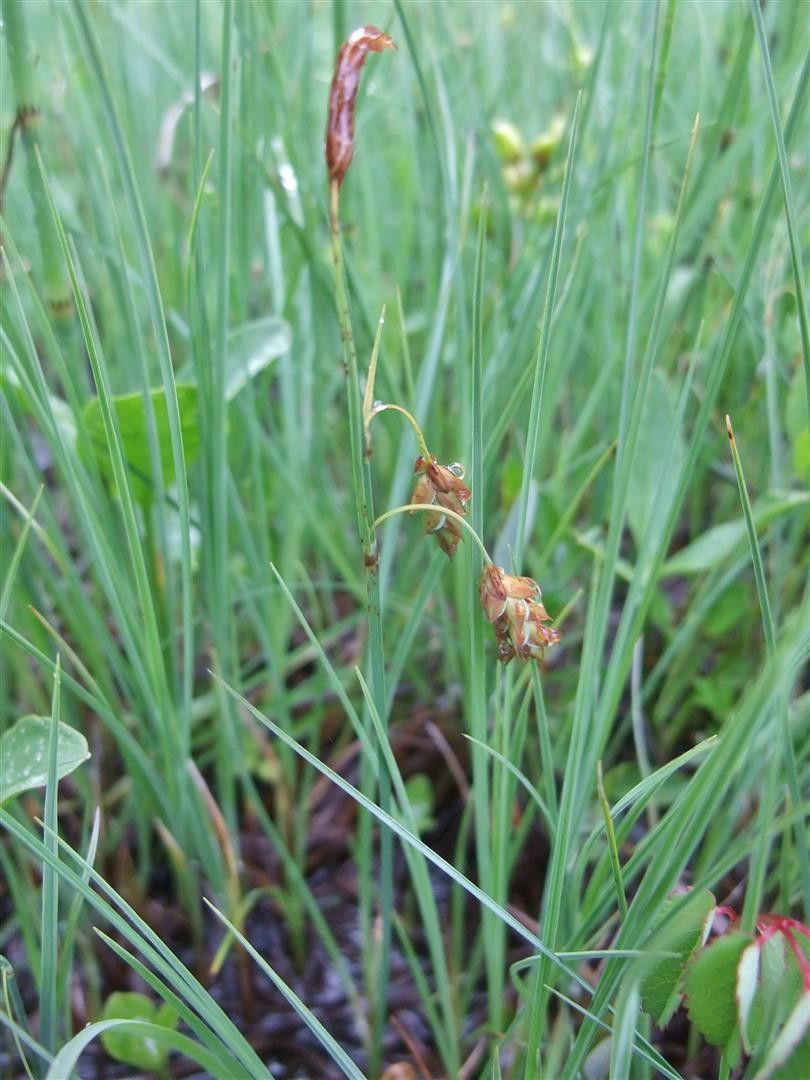 Carex limosa habit