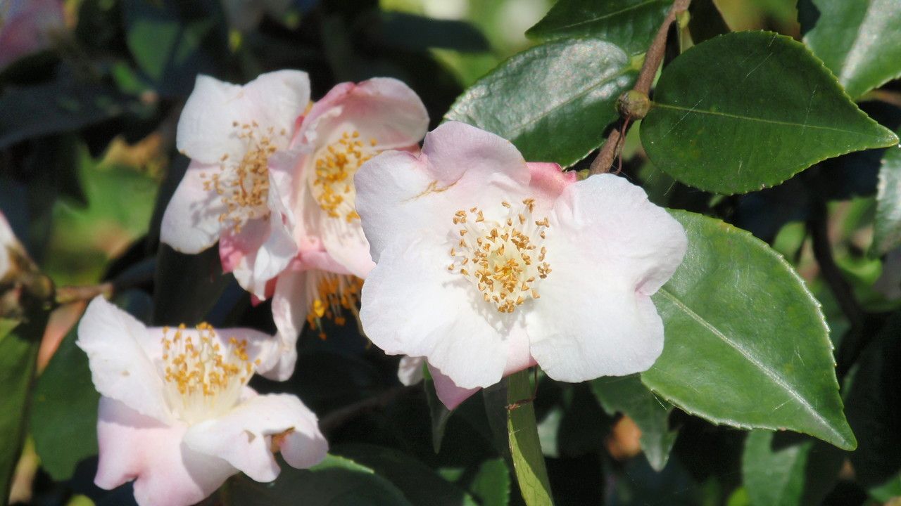 Camellia caudata flower