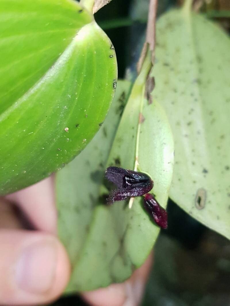 Stelis imraei flower