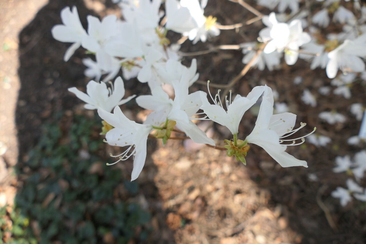 Rhododendron wadanum flower