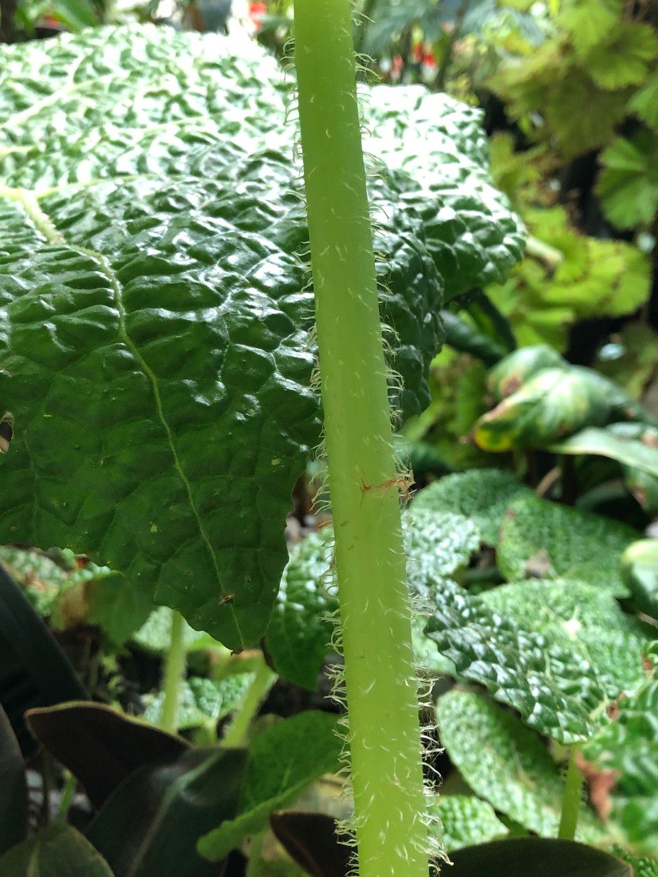 Begonia gehrtii bark