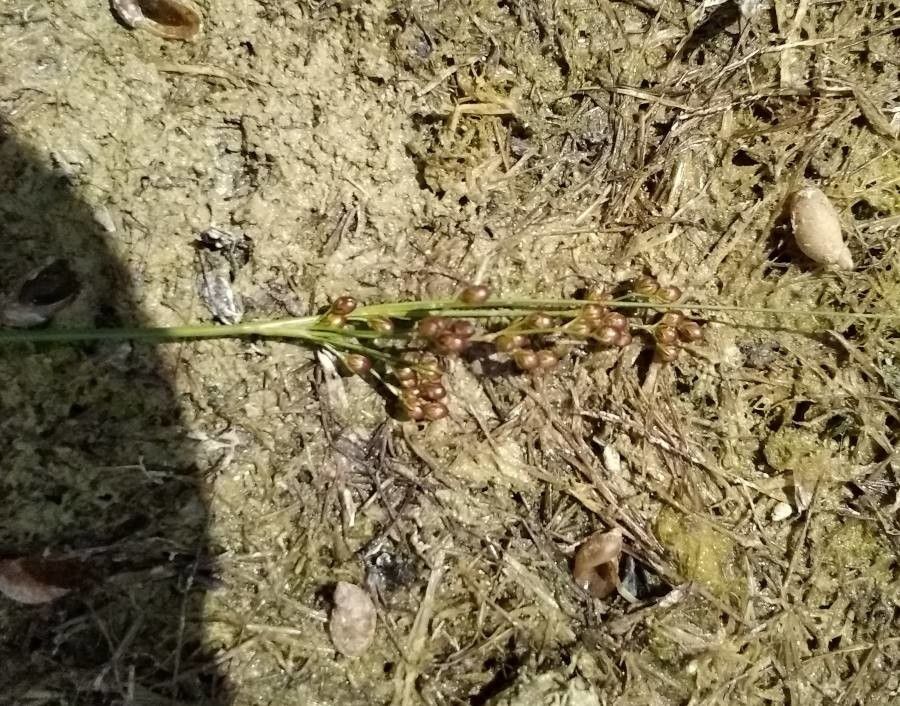Juncus compressus fruit