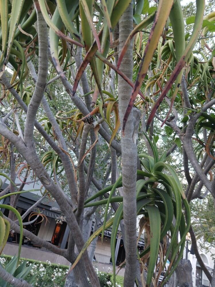 Aloe thraskii bark