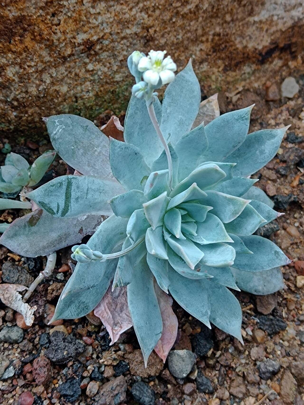 Sedum suaveolens habit