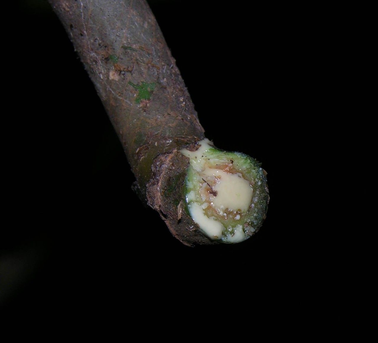 Syngonium triphyllum bark