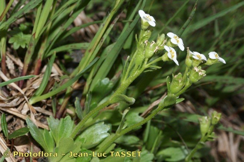 Saxifraga depressa habit