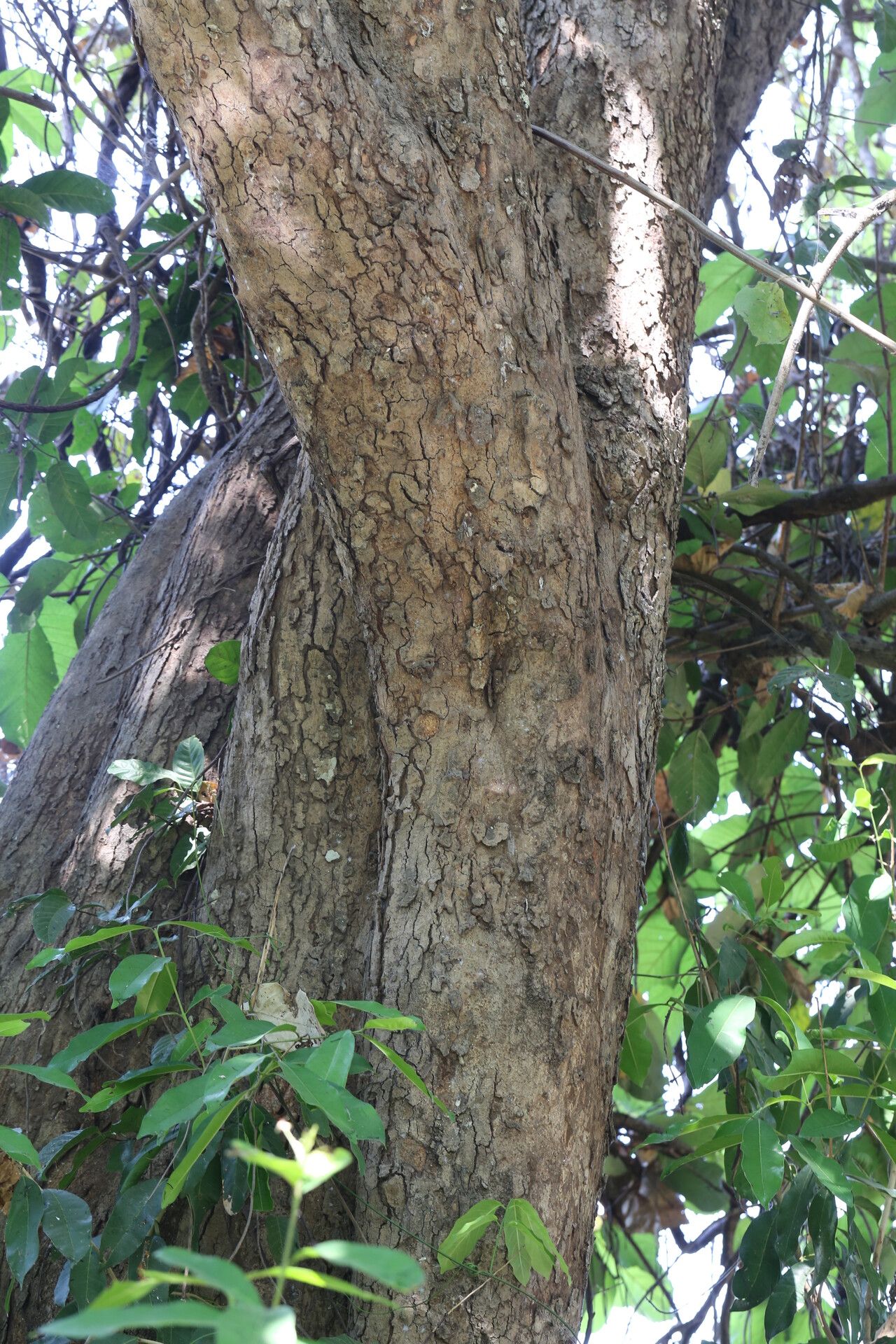 Sterculia subviolacea bark