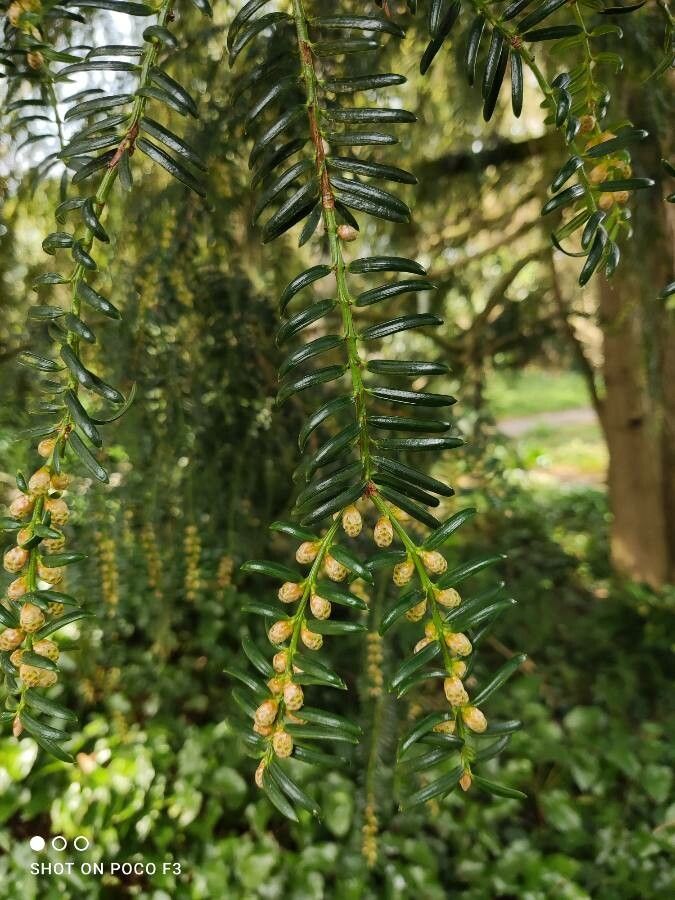 Torreya nucifera flower