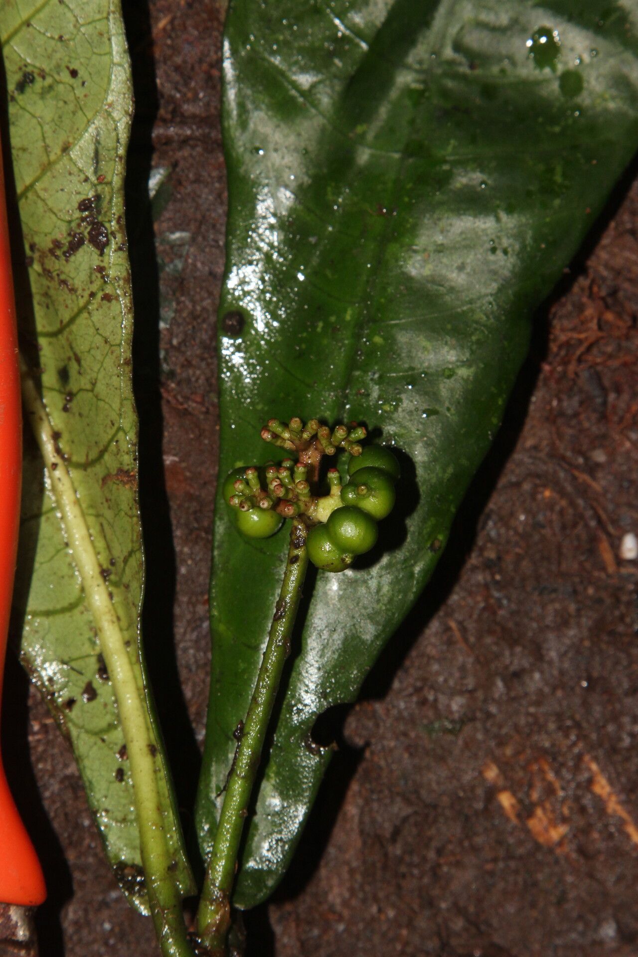 Chassalia ischnophylla fruit