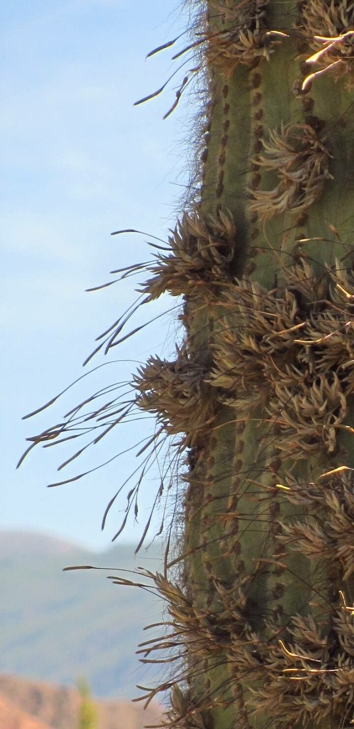Tillandsia recurvata flower