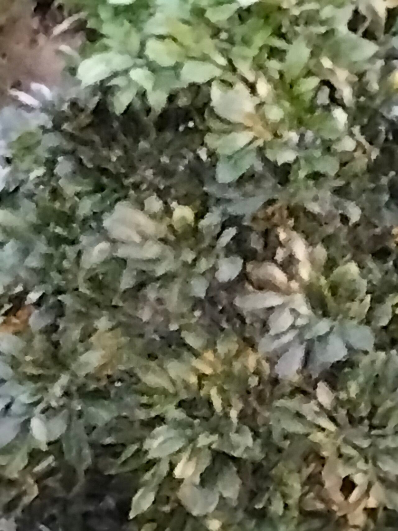 Cussonia zuluensis leaf