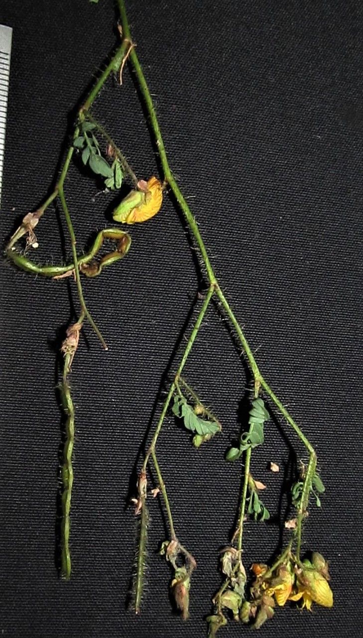 Aeschynomene ciliata other