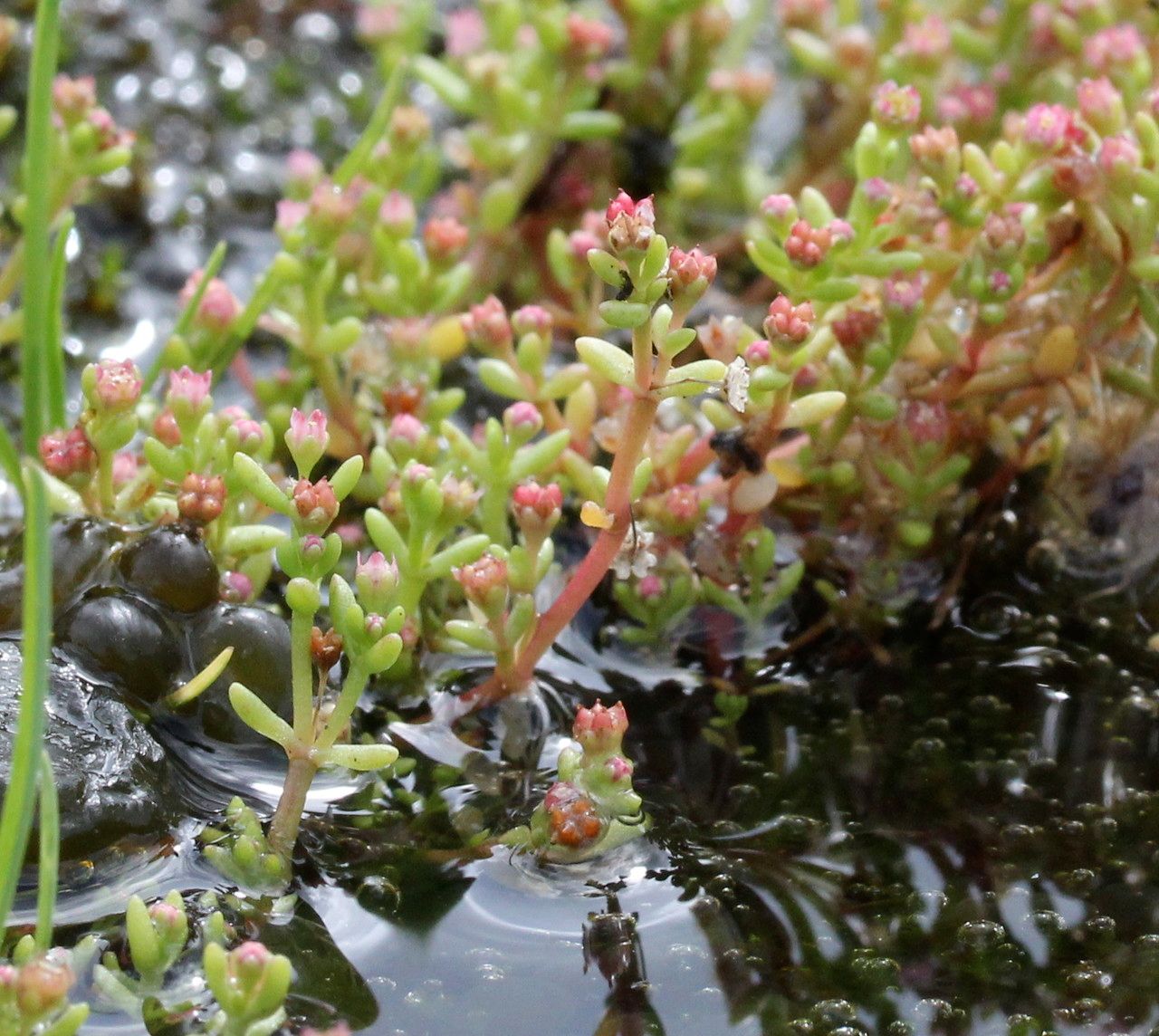 Crassula vaillantii habit