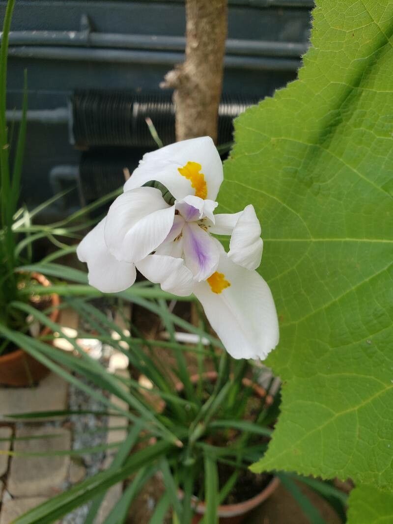 Dietes grandiflora flower