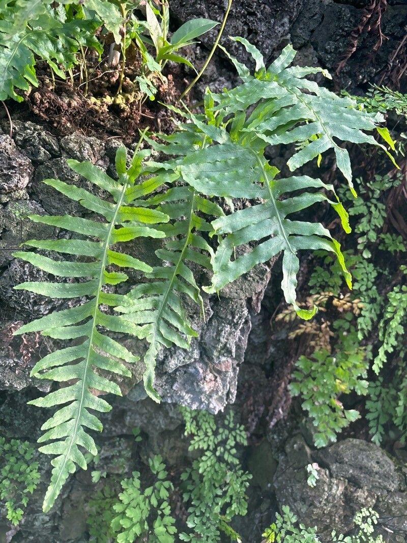 Polypodium macaronesicum leaf