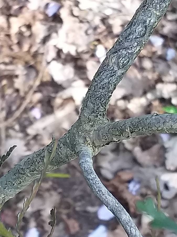 Pittosporum patulum bark
