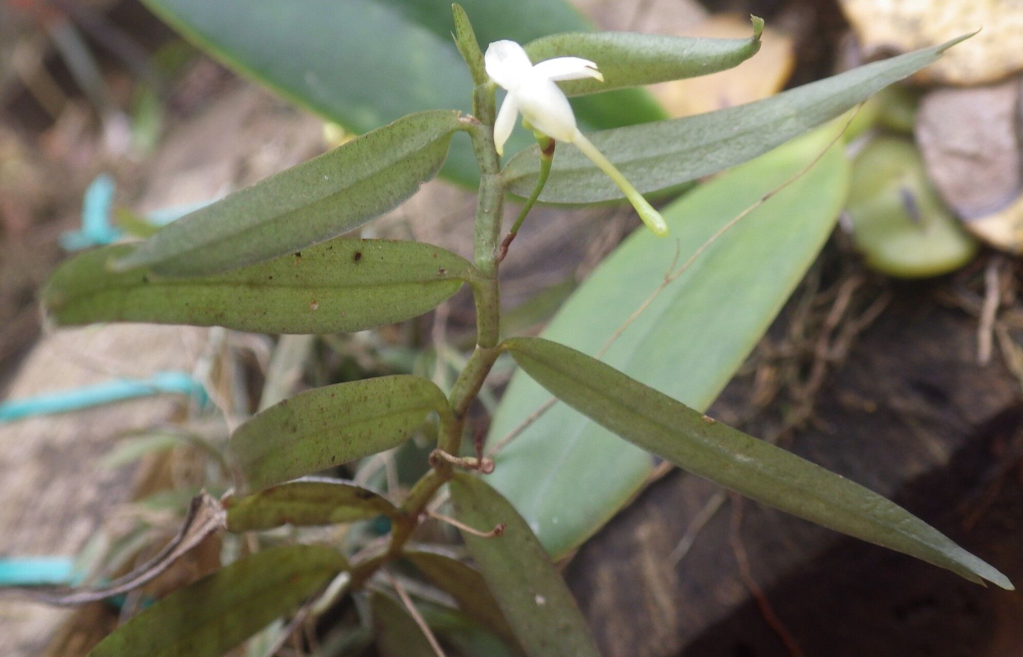 Angraecum lanceolatum flower