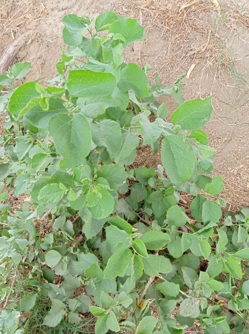 Cordia lutea — search result for 'Cordia'