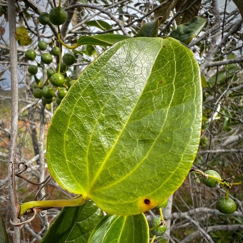 Smilax neocaledonica — search result for 'Smilax'