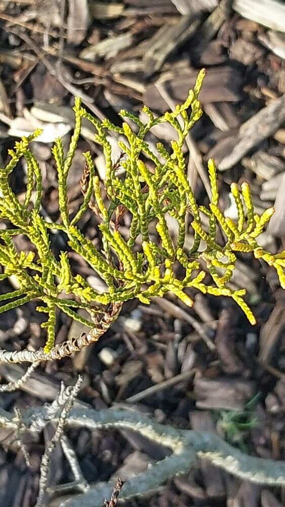 Veronica orchidea — houseplant care guide