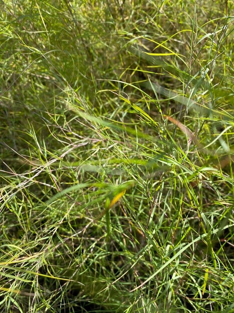 Muhlenbergia dumosa — search result for 'Bamboo'