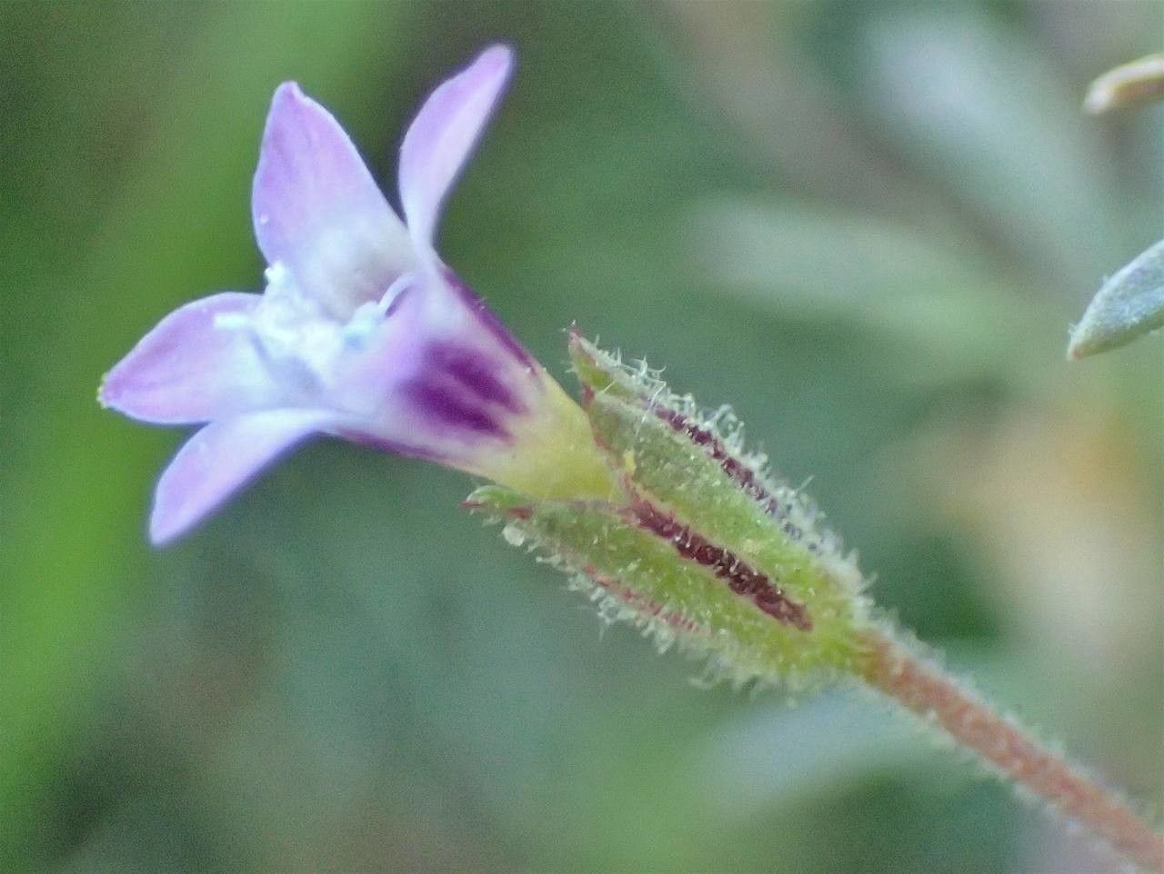 Gilia laciniata flower