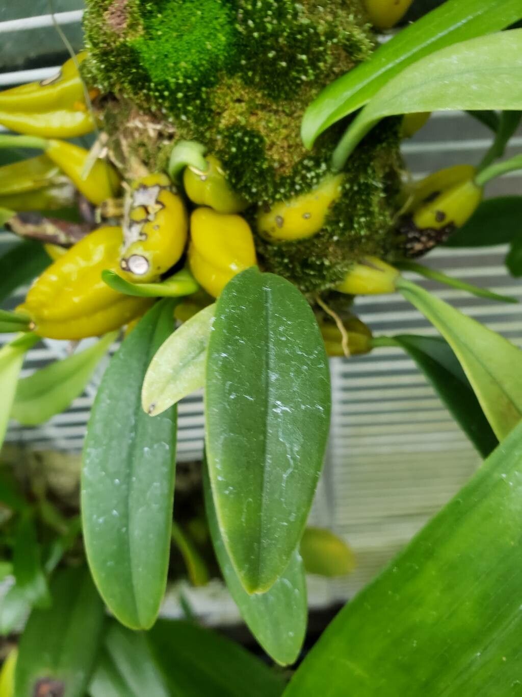 Bulbophyllum wendlandianum — houseplant care guide