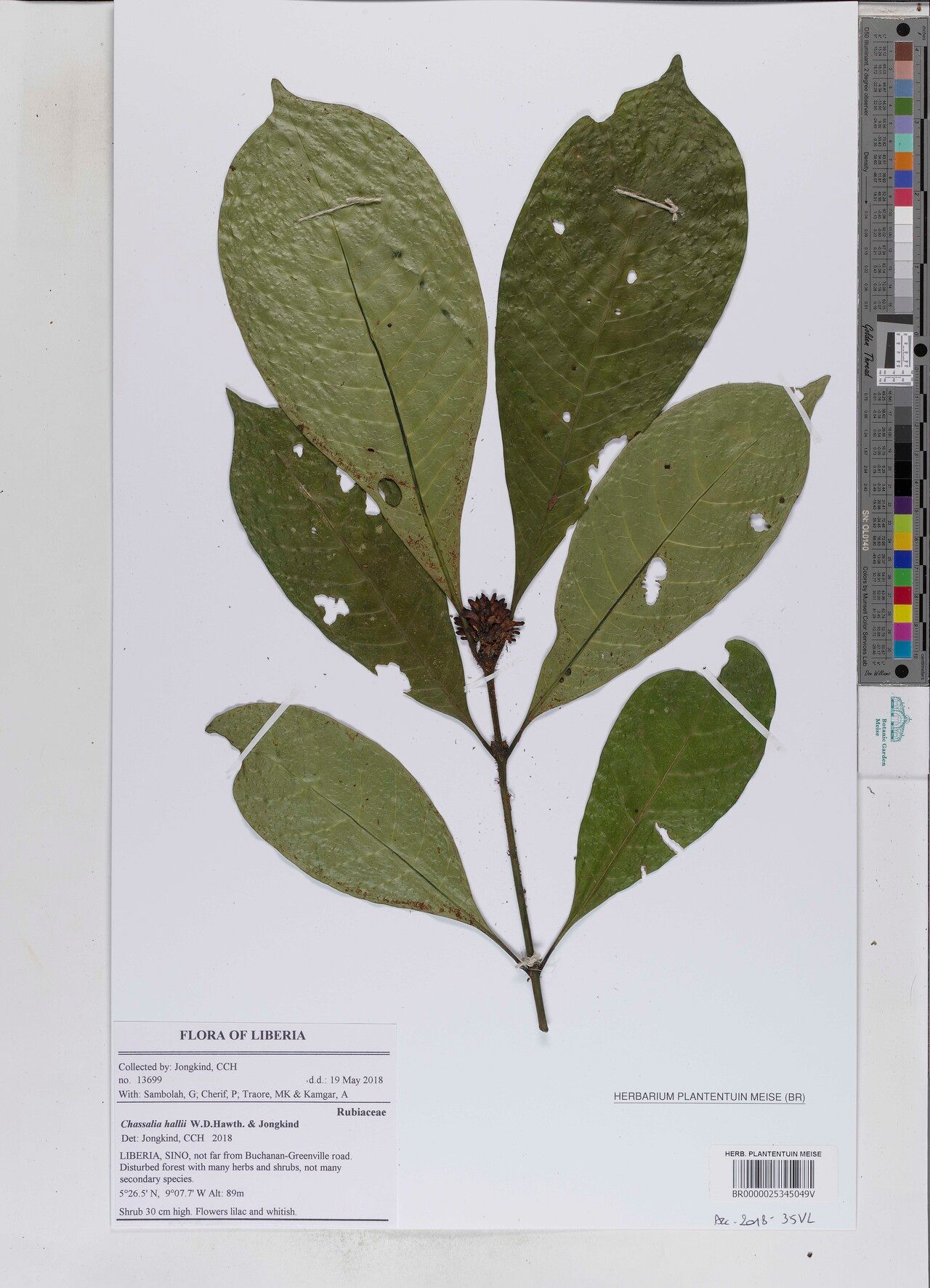 Chassalia elongata — houseplant care guide