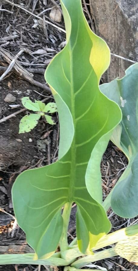 Synandrospadix vermitoxicus — houseplant care guide