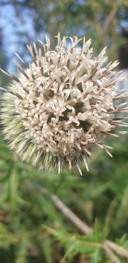 Echinops kebericho flower