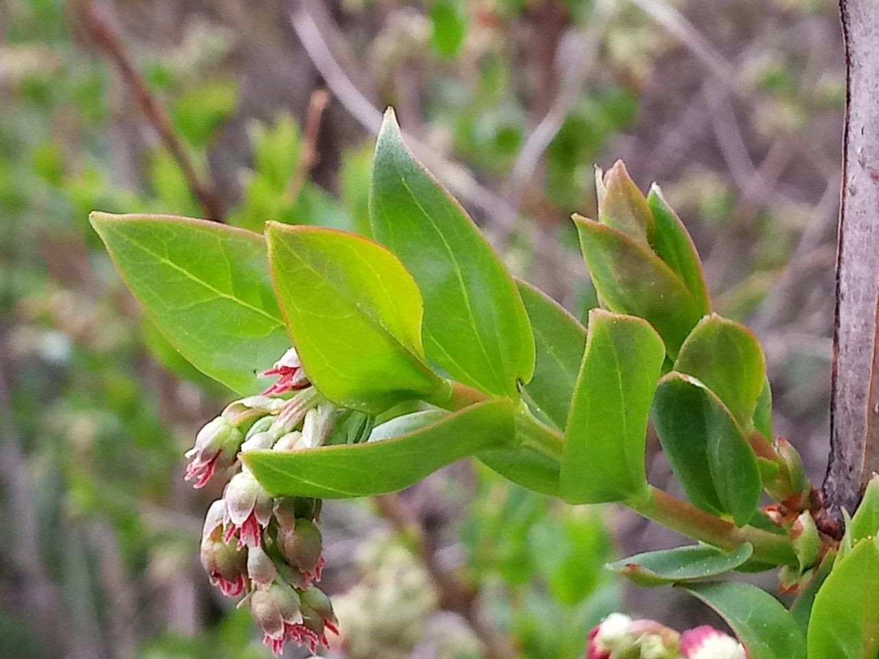 Coriaria myrtifolia — search result for 'Portugal'