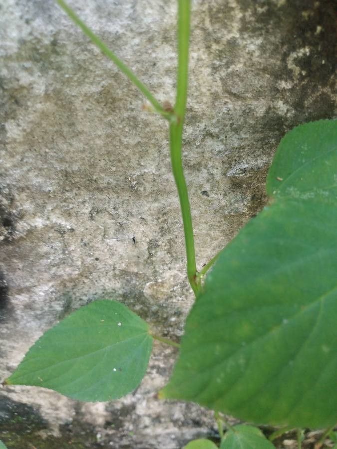 Acalypha polystachya bark