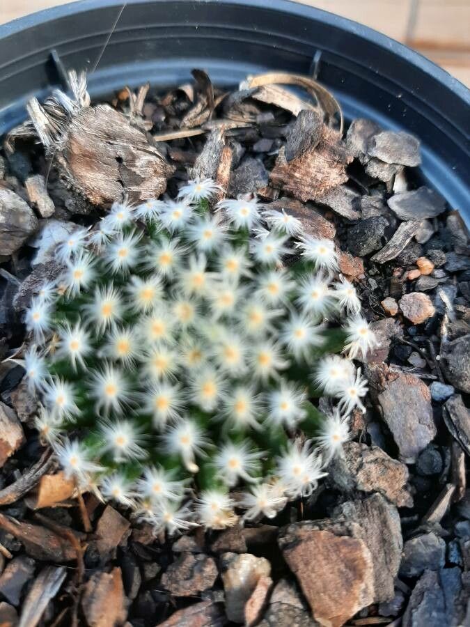 Mammillaria lasiacantha bark