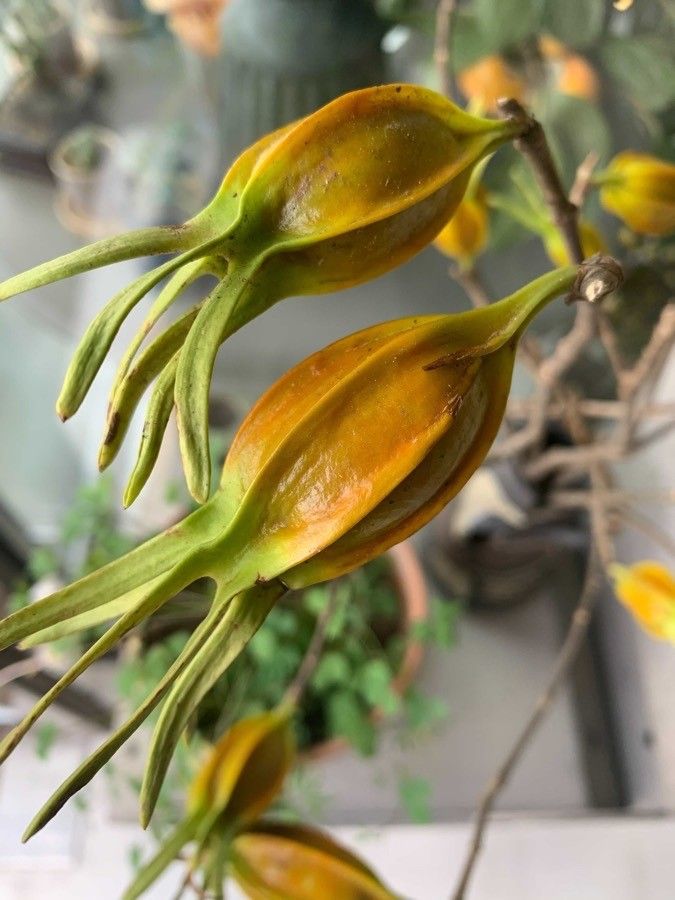 Gardenia augusta fruit