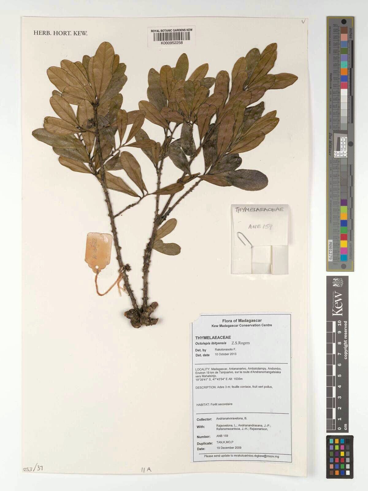 Octolepis ibityensis — related species from the same genus