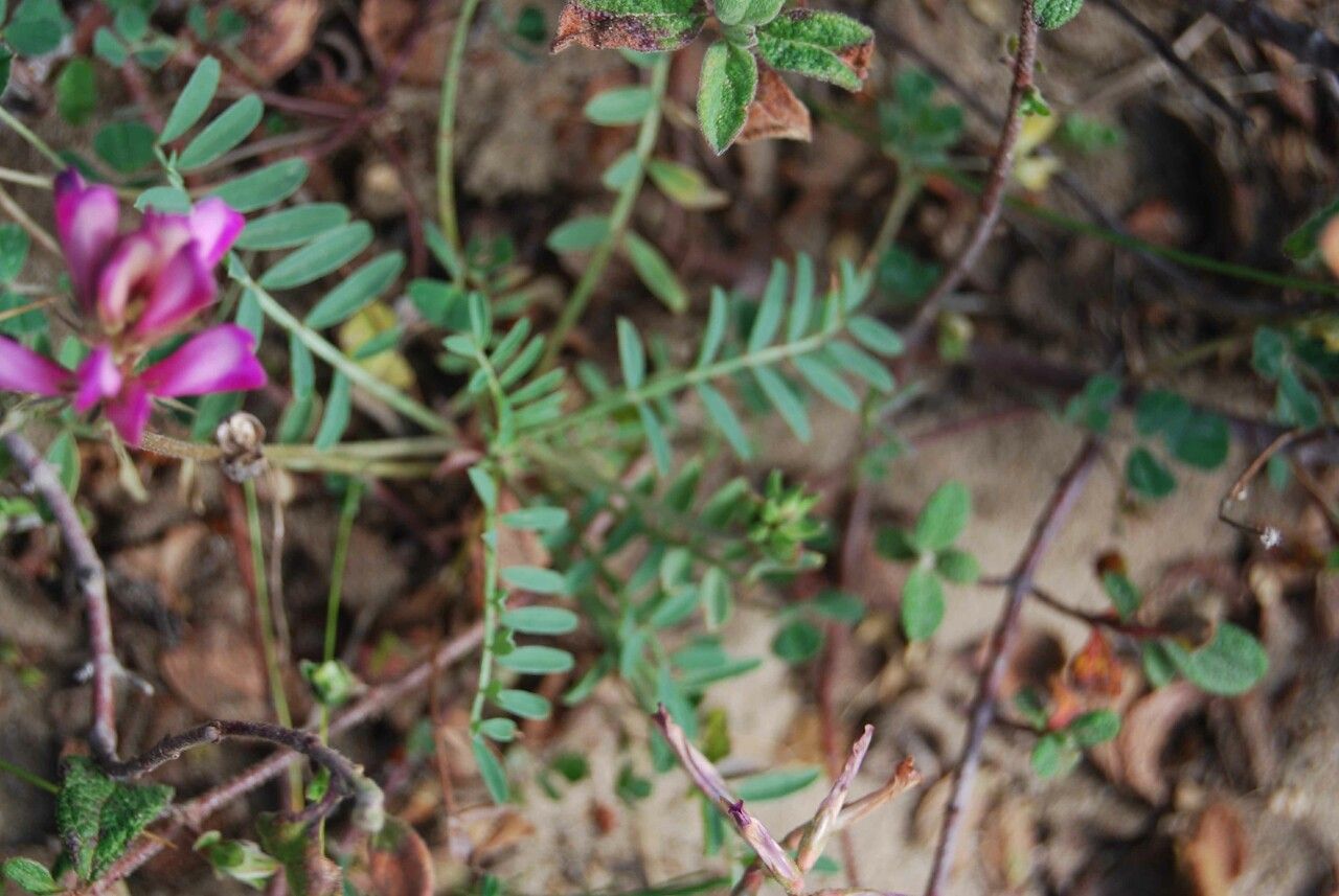 Sulla glomerata leaf