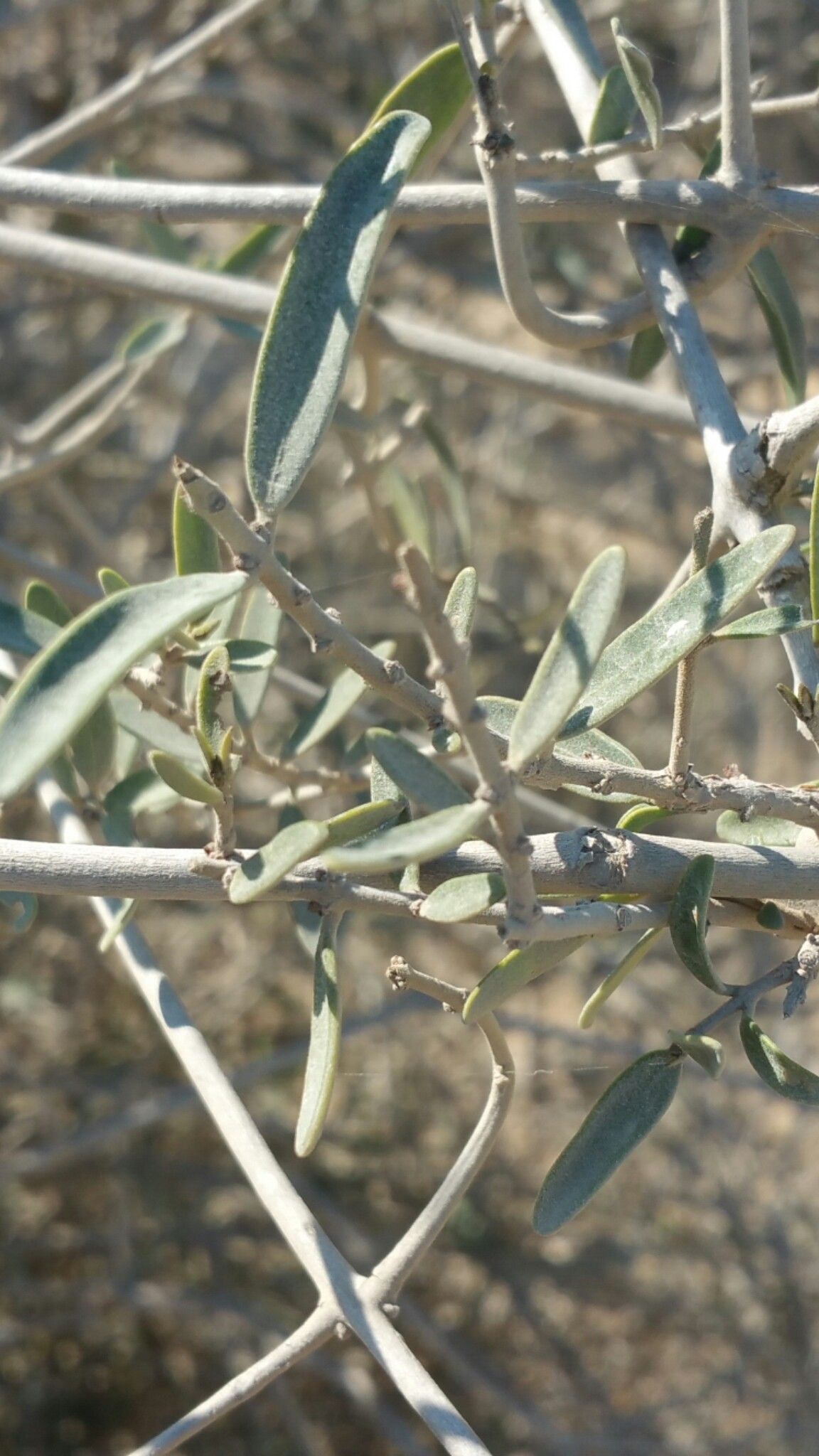 Hypoestes chlorotricha — houseplant care guide