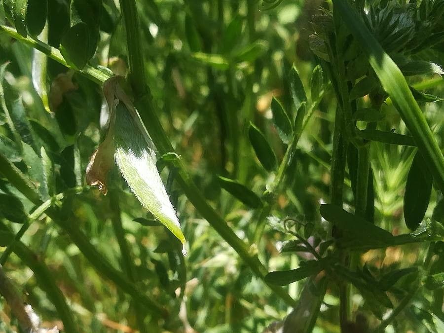 Vicia pannonica fruit