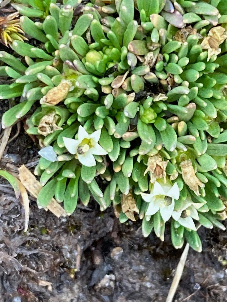Lysipomia sphagnophila flower
