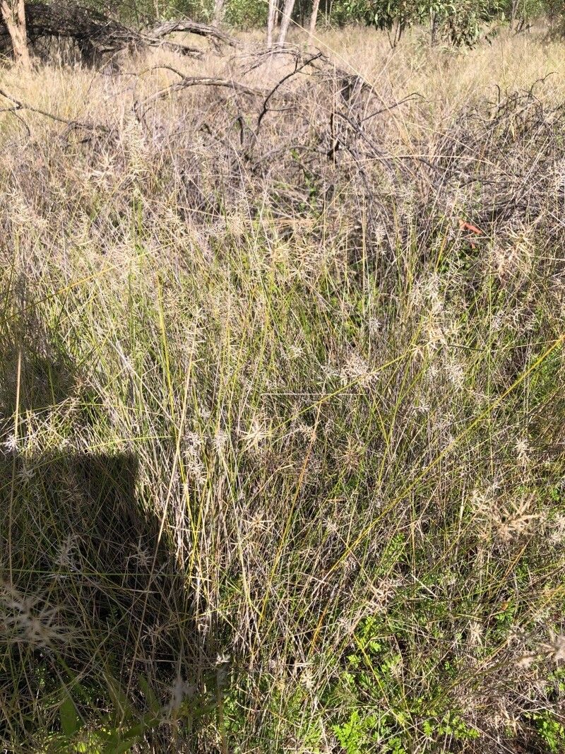 Aristida caput-medusae — search result for 'Aristida'