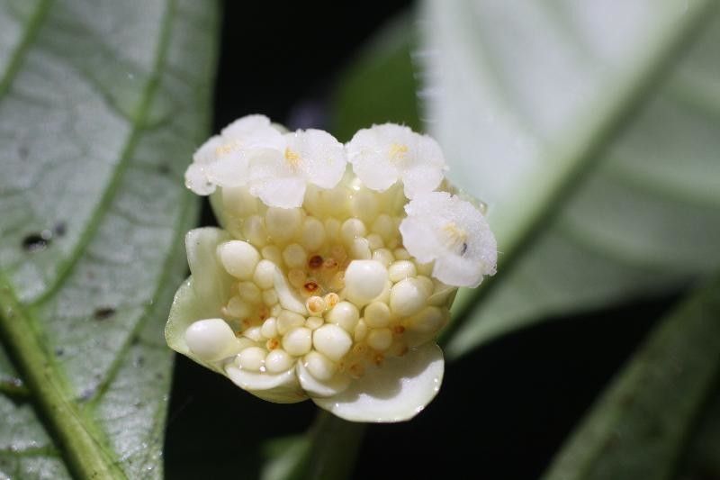 Psychotria platypoda flower
