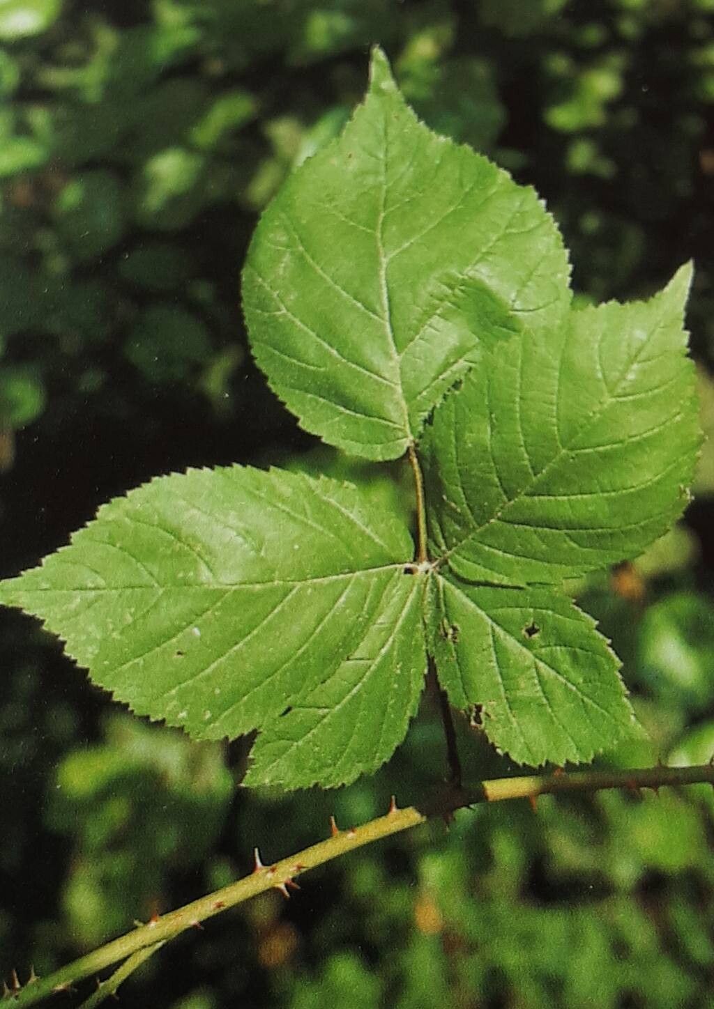 Rubus perdemissus — houseplant care guide