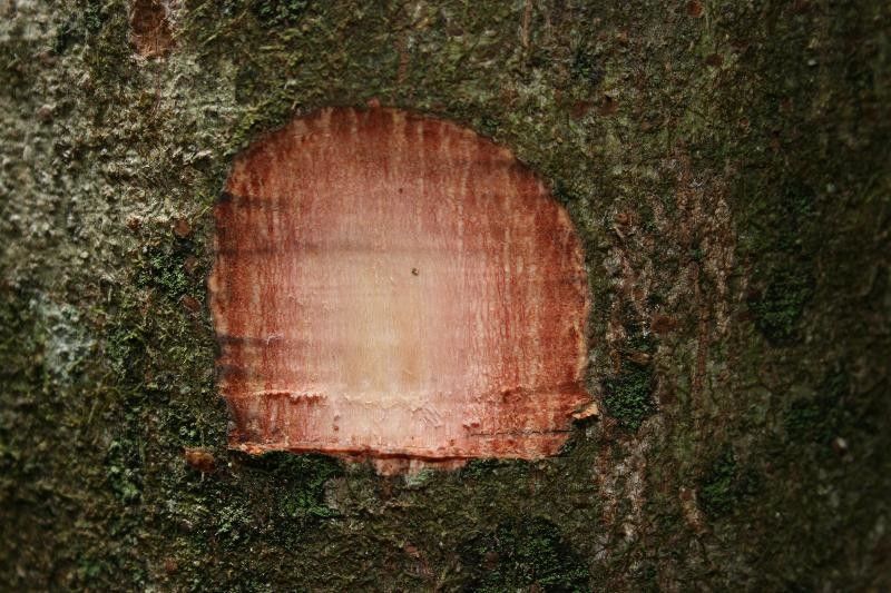 Carapa procera other