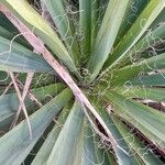 Yucca filamentosa