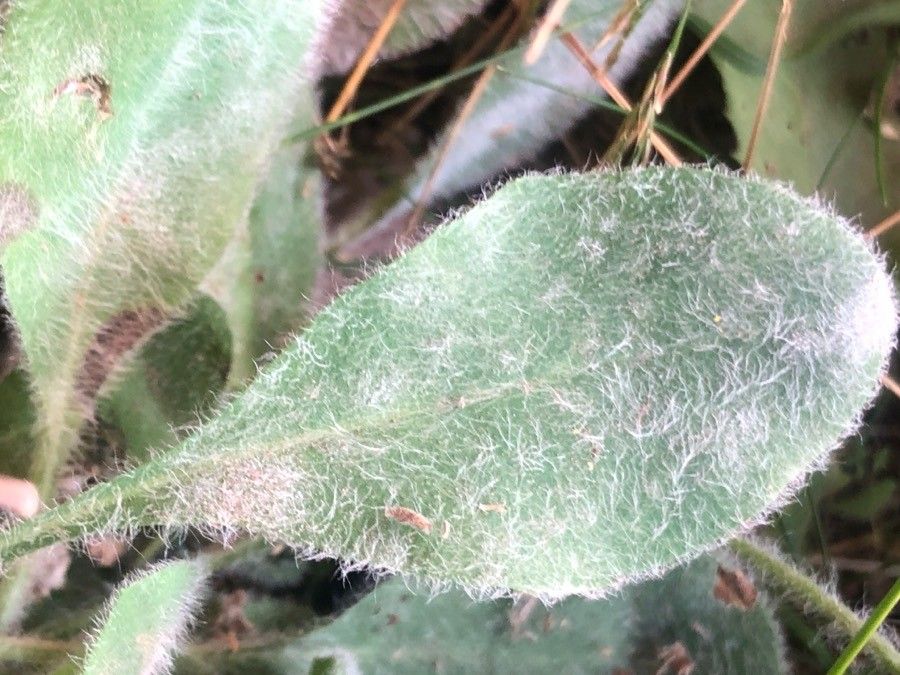 Hieracium bombycinum leaf