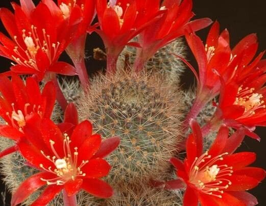 Aylostera pseudominuscula flower