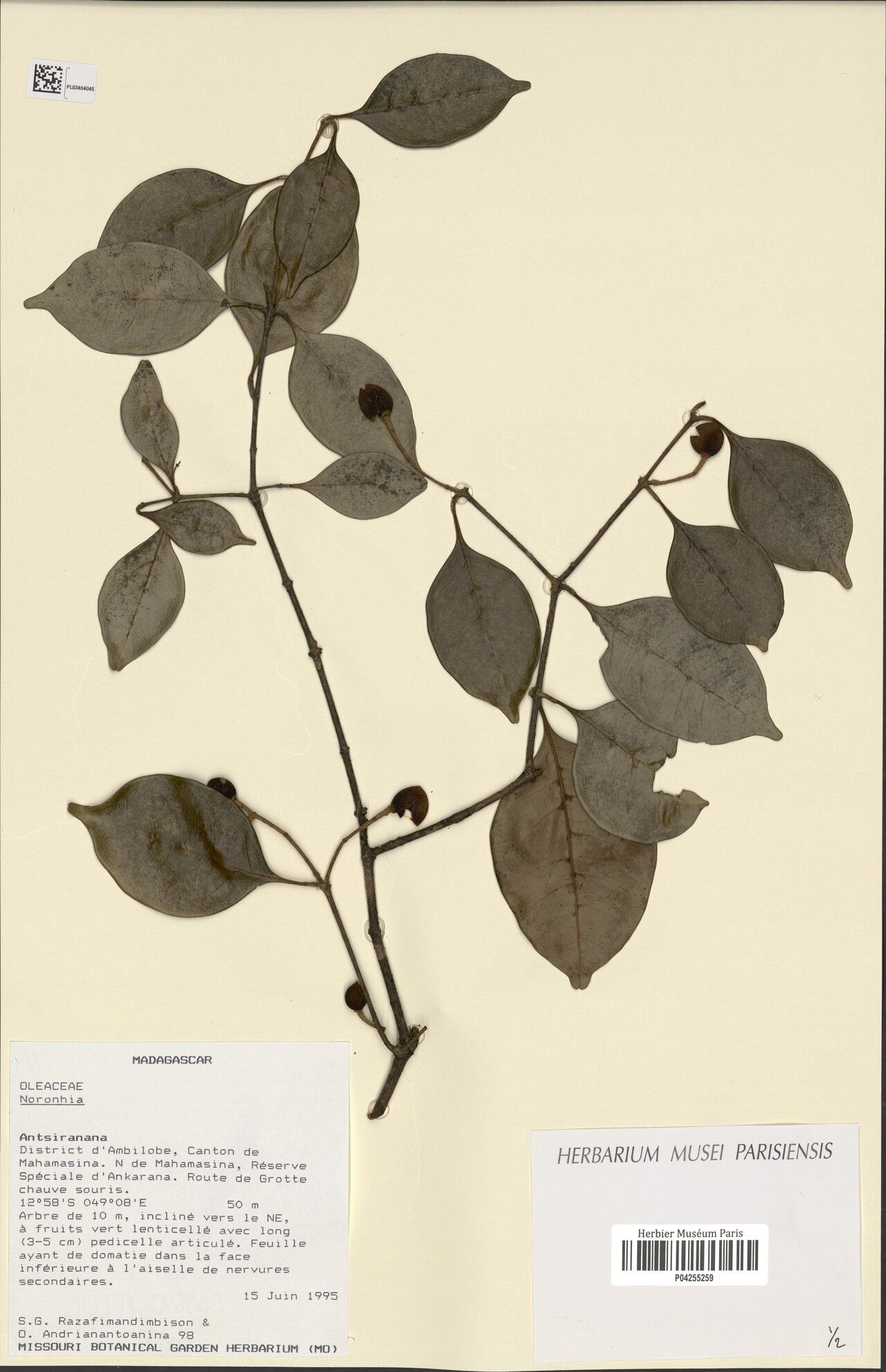 Noronhia planifolia — houseplant care guide